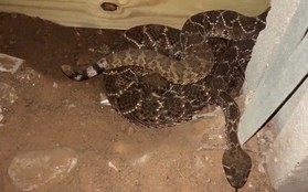 Chục con rắn hổ mang 'rủ' trăn gấm lẻn vào nhà dân, nằm điều hòa tránh nóng