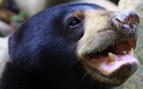 Loài gấu này có thể bắt chước biểu cảm khuôn mặt như con người và loài vượn