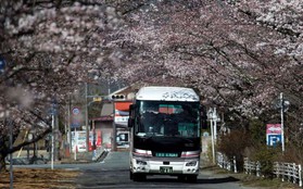 8 năm sau thảm họa hạt nhân, Fukushima hồi sinh đón người dân trở về