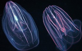 "Quái vật biển" cổ đại với 18 xúc tu này có thể là tổ tiên loài sứa lược