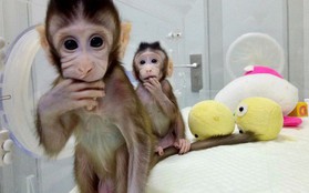 Trung Quốc gây sốc với thí nghiệm "nhân cách hóa" loài khỉ