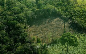 Diện tích rừng bị chặt phá tại Brazil lớn nhất thế giới