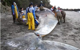 Mổ bụng, phát hiện nguyên nhân bất thường khiến hàng chục con cá voi khổng lồ chết bí ẩn