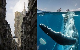30 khoảnh khắc đẹp đến nghẹt thở từ vòng chung kết Cuộc thi ảnh Du lịch Địa lý Quốc gia 2019