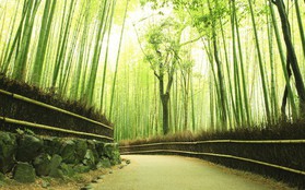 "Lạc lối" giữa mê cung xanh mướt của rừng tre Sagano: Nơi chứa đựng những âm thanh tinh túy cả Nhật Bản đều muốn bảo tồn