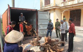 Dân làng Phụ Chính, Hà Nội sắp bán đấu giá hơn 5 tấn gỗ sưa, đắt nhất 32 triệu đồng/kg
