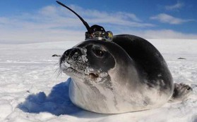 Những con hải cẩu gắn cảm biến giúp khoa học giải mã bí ẩn ở Nam Cực