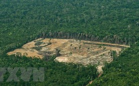 'Lá phổi xanh' Amazon bị tàn phá ở mức báo động