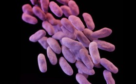 Cảnh báo dịch siêu khuẩn tại bệnh viện ở Việt Nam