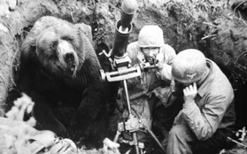 Cuộc đời kì lạ của binh nhì gấu Wojtek: Sống và chiến đấu như người lính thực thụ rồi trở thành anh hùng đáng tự hào của người Ba Lan
