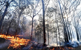 Cháy rừng tại Australia gây thiệt hại nghiêm trọng