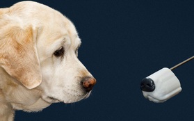 Thiệt hại hàng tỷ USD mà khoa học vẫn chưa tìm được công nghệ nào thính như mũi chó