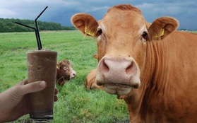 Sự thật khó tin: Hàng triệu người Mỹ nghĩ rằng sữa chocolate được vắt trực tiếp từ các con bò màu nâu