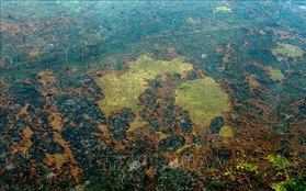 Diện tích rừng Amazon ở Brazil bị chặt phá lớn nhất trong 11 năm qua