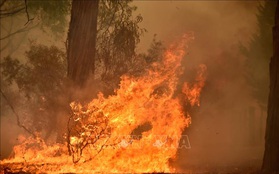 Cháy rừng ở Australia diễn biến nguy hiểm trong đợt nghỉ lễ cuối năm