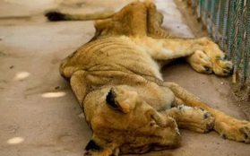 Hình ảnh sư tử đói hốc hác, chỉ còn da bọc xương khiến cộng đồng yêu động vật sục sôi kêu gọi chung tay tìm cách giải cứu