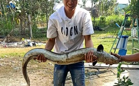 Nông dân bắt được cá chình “khủng” dài 1,5 mét khi đi thăm ruộng ngày cuối năm