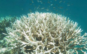 Rạn san hô lớn nhất thế giới Great Barrier bị tẩy trắng sẽ khó phục hồi