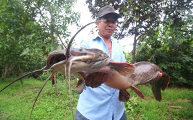Bắt được cá trê "khủng" dài 1 mét ở Hậu Giang
