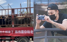 Món quà lạ lùng nhất Cbiz: Fan gửi cả xe tải chở trâu đến tận nơi làm việc để cổ vũ Trần Vỹ Đình