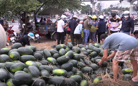 Bỏ tiền túi mua 10 tấn dưa hấu ở Gia Lai để "giải cứu" rồi đem về Sài Gòn phát miễn phí cho người dân