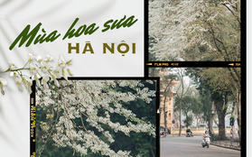 Chưa đến tháng 3, hoa sưa đã nở trắng trời: Lại một mùa hoa rất tình và rất Hà Nội!