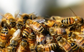 Đến giải cứu người bị một con ong chích, nhóm lính cứu hộ bỗng chuốc họa khi anh em họ hàng nhà ong kéo gần 40.000 con tới tiếp ứng