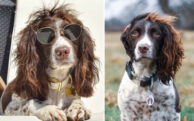 Chú chó gây sốt MXH khi sở hữu mái tóc  xoăn dài như siêu sao nhạc rock, nhưng đôi mắt lại mơ màng như tài tử điện ảnh