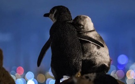 Khoảnh khắc đôi chim cánh cụt khoác vai nhau, cùng thưởng thức bầu trời đêm lung linh đầy lãng mạn và câu chuyện tình buồn phía sau