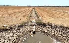 Tường trình vùng hạn mặn: Người khổ sở vì khô khát, người thản nhiên "có sao đâu"