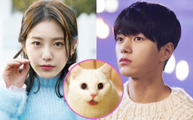 Meow, the Secret Boy "ăn điểm" fan Kpop vì đem fanfic "mèo hóa người" ra đời thực, thêm cả combo mỹ nam cực phẩm đóng chính?