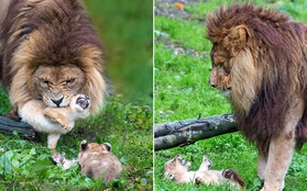 Làm cha khó lắm: Mẹ vắng nhà, sư tử bố bất lực trước lũ con nghịch như quỷ khiến dân mạng vừa buồn cười vừa thương