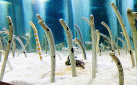 Sợ đàn lươn quên hết mặt người, thủy cung ở Nhật Bản tuyển tình nguyện viên gọi Facetime với chúng