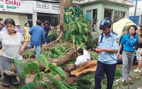 Nóng: Cây phượng vĩ bật gốc đè nhiều học sinh ở TP.HCM, 1 em tử vong