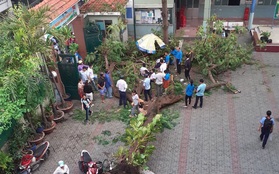 Chùm ảnh: Hiện trường cây phượng bật gốc đè trúng 13 học sinh khiến 1 em tử vong thương tâm