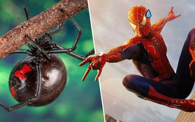 3 anh em tự cho con nhện độc nhất thế giới cắn nhằm "biến thành Spider-man"