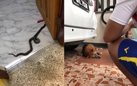 Hình ảnh chú chó hi sinh thân mình để cứu gia đình chủ khỏi rắn độc khiến ai cũng phải xót xa