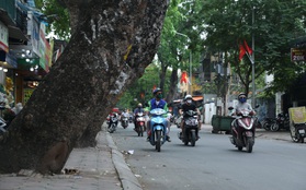 Ảnh: Cận cảnh hàng loạt cây xanh mục gốc, ngả hướng ra giữa đường ở Hà Nội