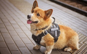 Sau 7 năm cống hiến thanh xuân cho ngành cảnh sát, cuối cùng "soái cẩu" nghiệp vụ Corgi duy nhất tại Nga đã nghỉ hưu khiến bao người tiếc nuối