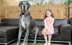 Chú chó cao nhất thế giới vừa ẵm nốt kỷ lục Guinness là giống Great Dane lớn tuổi nhất hành tinh ngay dịp sinh nhật