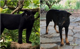 Tìm thấy dấu chân chó ở khu vực nghi có 2 con báo đen khoảng 100kg xuất hiện ở Đồng Nai