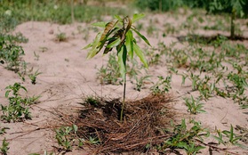Ecosia - Công cụ tìm kiếm "phủ xanh Trái Đất" vừa trồng thành công cây thứ 100 triệu