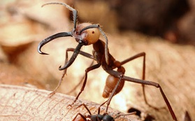 Loài kiến háu ăn nhất thiên nhiên: một ngày săn 500.000 con mồi, hàm răng nối lành được vết thương của người