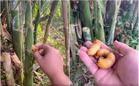Giờ mới biết đuông dừa còn xuất hiện trong cả… cây tre, dân mạng tò mò liệu hương vị có ngon như phiên bản gốc?