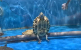 Kinh ngạc cảnh đại ca rùa "ngồi" cực ngầu, thản nhiên nhìn đàn em bơi lội bên cạnh
