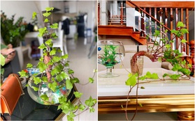 Nghiện decor mà không có tiền, đu ngay trend trồng khoai lang cực ngon - bổ - rẻ