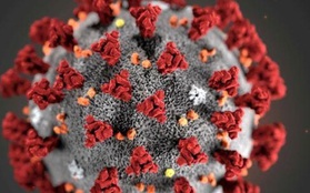 Số lượng lớn các biến thể thể hiện mức độ tiến hóa cao của virus SARS-CoV-2