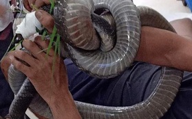Nọc độc rắn hổ mang chúa 4,6kg ở núi Bà Đen đã tấn công cơ tim người đàn ông
