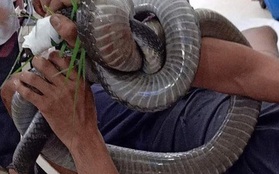 Nọc độc rắn hổ mang chúa 4,6kg ở núi Bà Đen đã dần thua "sức chiến đấu" của nạn nhân