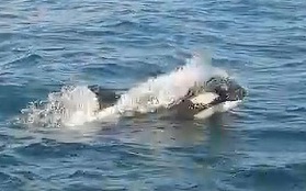 "Cá voi sát thủ" bao vây, tấn công dữ dội tàu thuyền ở Tây Ban Nha